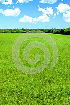 A vibrant landscape with an endless green field, blue sky, white clouds and forest on the horizon.