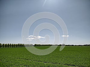 green field and some trees under the bright sun, with sky