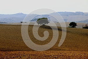 Vibrant landscape featuring lush green trees in an open field