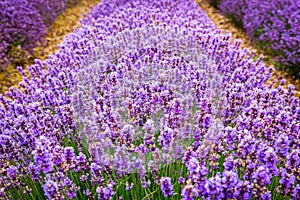 Vibrant lavender field, Provence, France