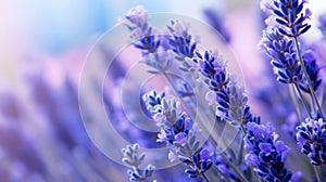 Vibrant Lavender Flowers Blooming In Nature-inspired Motifs