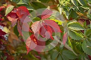 Vibrant leaves decorative wild grapes. Autumn scenic natural background