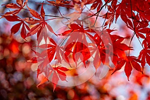 Vibrant leaves on a Japanese maple during autumn, with a shallow depth of field