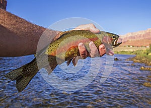 Vibrant Lees Ferry AZ Rainbow Trout Caught