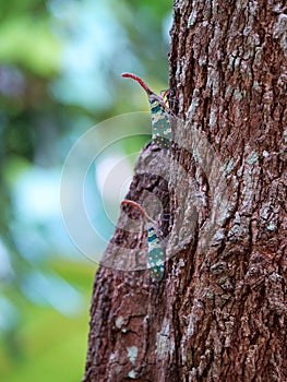 Vibrant light bearer (Fulgoridae) on a tree trunk in a natural outdoor environment