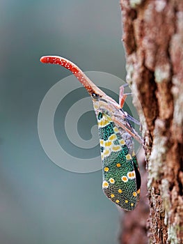 Vibrant light bearer (Fulgoridae) on a tree trunk in a natural outdoor environment