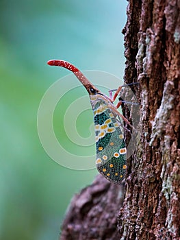 Vibrant light bearer (Fulgoridae) on a tree trunk in a natural outdoor environment