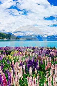 Vibrant lupins by Lake Tekapo