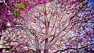 Vibrant and lush Cherry tree flowering illuminated by a golden sunbeam