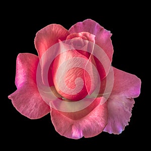 Vibrant macro of a single isolated pink violet rose blossom on black background