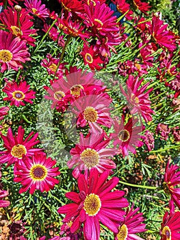 Vibrant Magenta Daisies with Yellow Centers in Garden