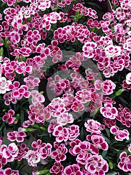 Vibrant magenta dianthus flowers
