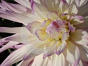 Vibrant magnificent white-lilac dahlia. Close-up.