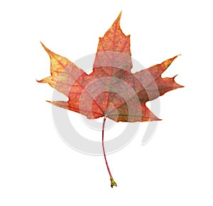 Vibrant maple leaf in scarlet colors of fall isolated on white.