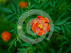 A vibrant marigold flower with rich orange and red petals blooms amidst a backdrop of soft-focus green foliage, showcasing nature