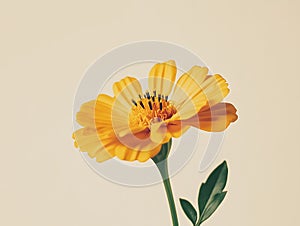 Vibrant marigold petals displaying charm on a soft beige canvas background. Nature-inspired design concept photo