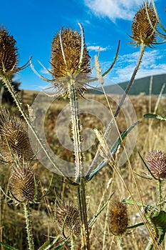 Vibrant meadow in a serene field, blooming flowers, blue sky, tranquility, no people. Thistle in close-up