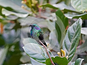 Vibrant metalica green lesser violetear hummingbird