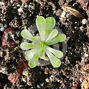 Vibrant Mexican butterwort emerging from the earth. Sedum cepaea