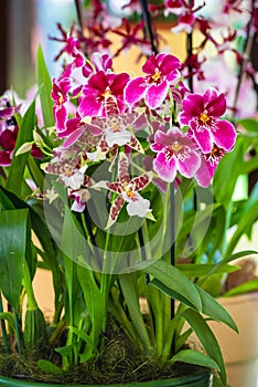 Vibrant miltonia or pansy orchids exotic decorative flowers