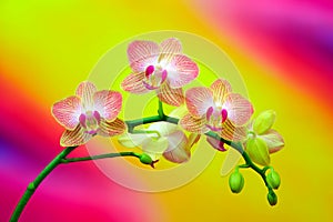 Mini pink phalaenopsis blume pink orchids with abstract background photo