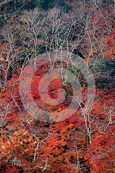 Vibrant momiji fall colors in Japan