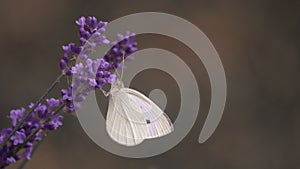 Vibrant monarch butterfly rests atop a cluster of vibrant purple flowers