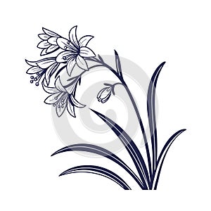 Vibrant Monkey Grass Flower Artwork