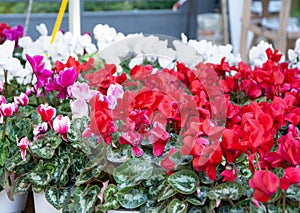 Vibrant multicolored cyclamen flowers