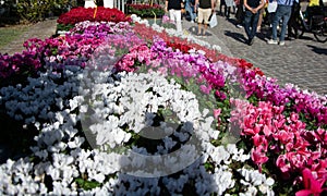 Vibrant multicolored cyclamen flowers