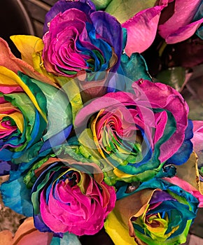 Vibrant Multicolored Roses for Valentines Day photo