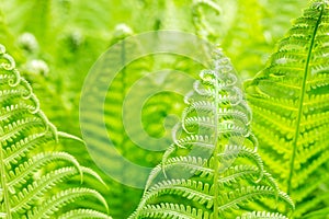 Vibrant natural green fern texture pattern. Beautiful tropical forest or jungle foliage background. Fresh spring foliage