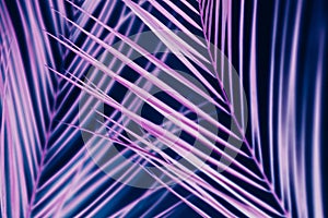 Vibrant neon palm tree foliage ultraviolet design
