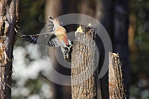 Vibrant northern flicker captured in mid-flight near a tree