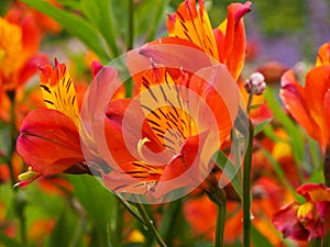 Vibrant orange Alstroemeria Peruvian lily flowers