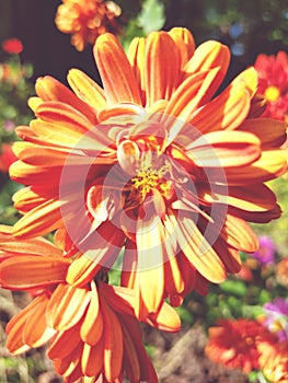 Reflection of midday sun