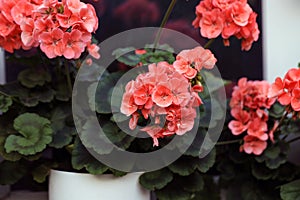 Vibrant orange blooming geranium flowers in decorative flower pot close up.