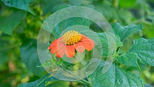 The vibrant orange blossom of a Tithonia plant against a green background photo