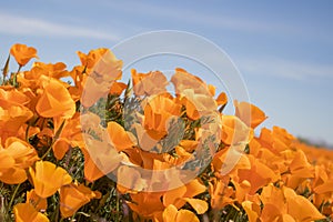 Vibrant orange California Poppy Flowers Close Up Side Angle photo