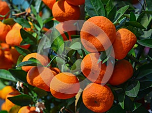 Vibrant orange citrus fruits on a Kumquat tree