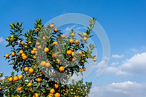 Vibrant orange citrus fruits on a Kumquat tree against blue sky