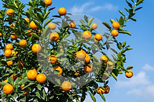 Vibrant orange citrus fruits on a Kumquat tree against blue sky