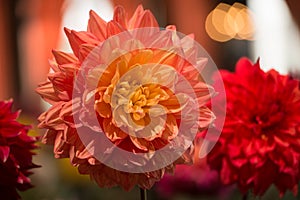 Vibrant orange colored dahlia