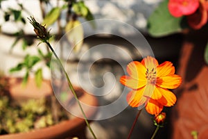 Vibrant Orange flower for nature lovers