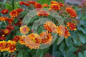 Vibrant orange flowers of Chrysanthemums in October