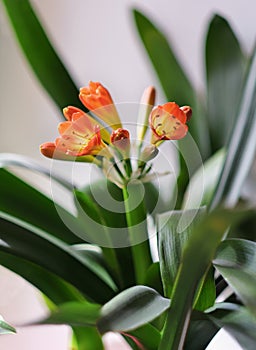 vibrant orange flowers on a Clivia miniata or Kaffir lily. Exotic potted houseplant. city jungle concept, vertical shot