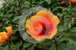 Vibrant orange hibiscus bloom