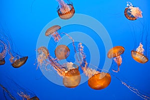 Vibrant orange jellyfish