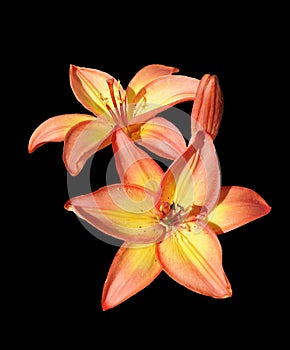 Vibrant orange lily isolated on black