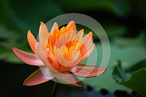 Vibrant Orange lotus. Generate Ai